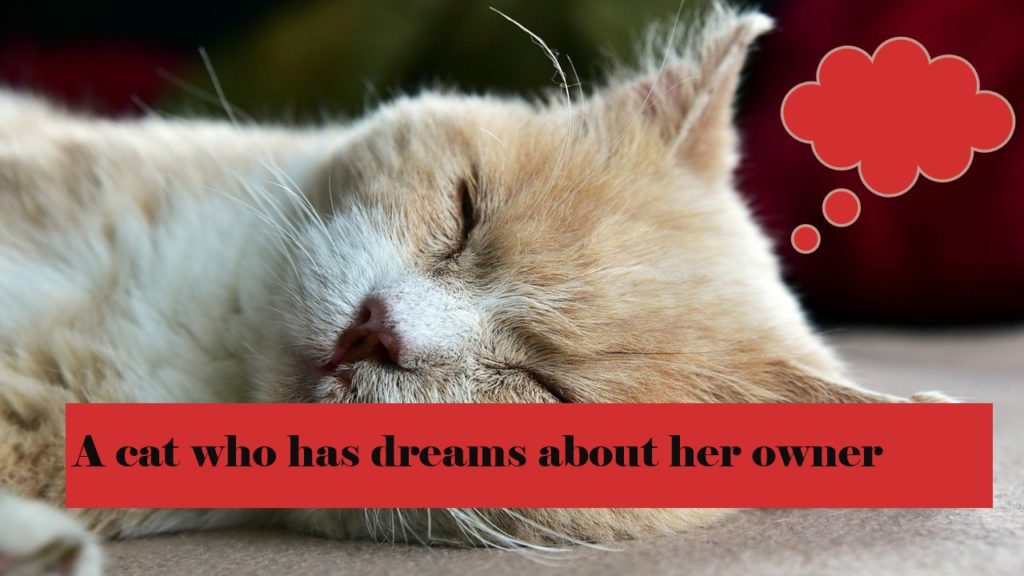 spiritual meaning of cats in dreams